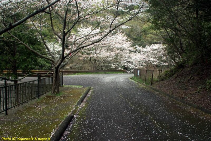 周遊路南側の三叉路にある桜並木。満開の花を付けている。曇天の下で撮影｜新滝の池｜大阪府泉佐野市上之郷｜2026年04月05日