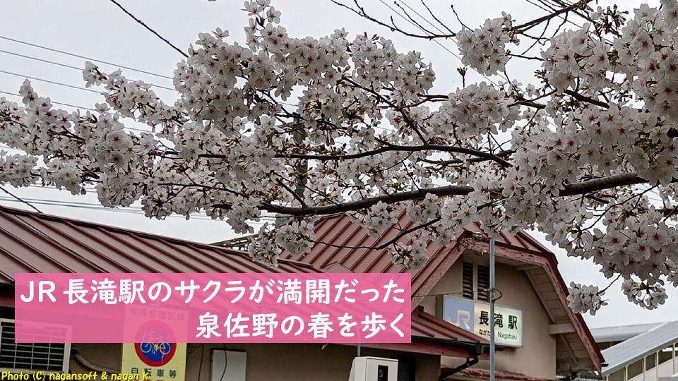 JR長滝駅のサクラが満開だった｜泉佐野の春を歩く｜なが～ンのごちゃごちゃ