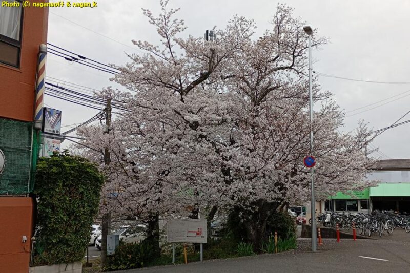 桜がこんもりと満開に咲いている｜JR長滝駅前の桜｜大阪府泉佐野市長滝｜2026年04月06日撮影