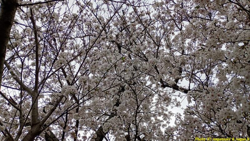 桜の木の下から見上げる｜JR長滝駅前の桜｜大阪府泉佐野市長滝｜2026年04月06日撮影