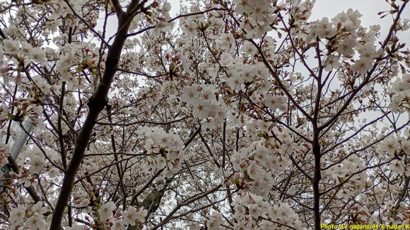 沢山の花がついている｜JR長滝駅前の桜｜大阪府泉佐野市長滝｜2026年04月06日撮影