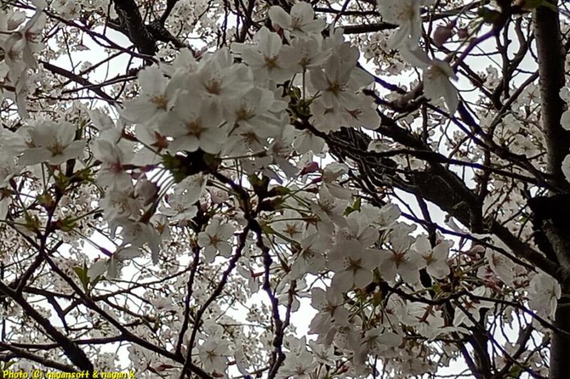 桜の花｜JR長滝駅前の桜｜大阪府泉佐野市長滝｜2026年04月06日撮影