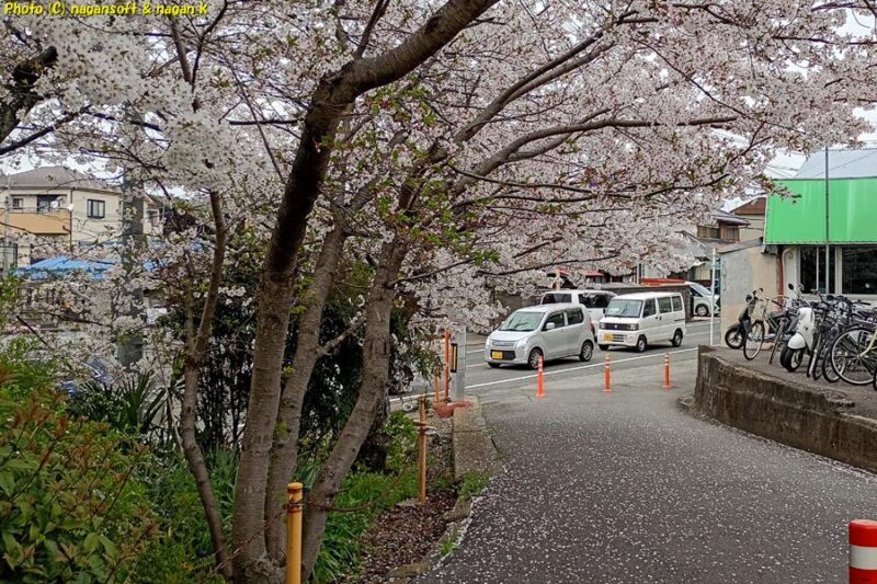 花びらが散るのも美しい｜JR長滝駅前の桜｜大阪府泉佐野市長滝｜2026年04月06日撮影