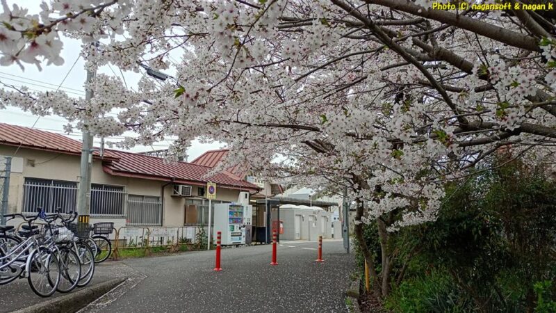 頭に桜の花が当たりそうなぐらいに枝が低い｜JR長滝駅前の桜｜大阪府泉佐野市長滝｜2026年04月06日撮影
