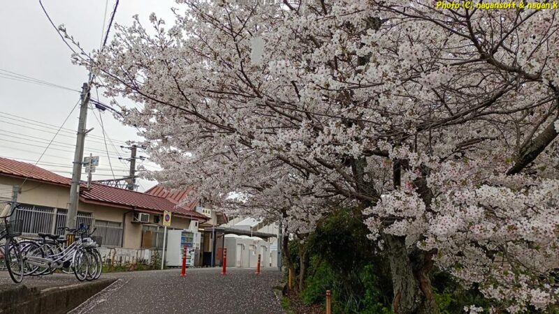 満開の桜とJR長滝駅の駅舎｜大阪府泉佐野市長滝｜2026年04月06日撮影