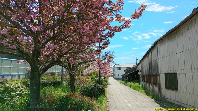 遅先の八重桜が咲いている|泉佐野市高松南の歩道|大阪府泉佐野市