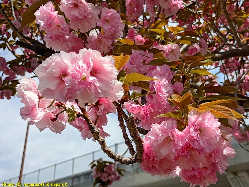 ピンク色の八重桜|泉佐野市高松南の歩道|大阪府泉佐野市