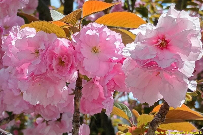 ピンク色の八重桜の花|泉佐野市高松南の歩道|大阪府泉佐野市