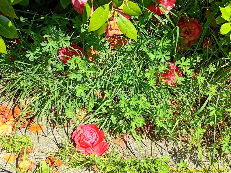 足元に花が落ちている|ボタンと思われる木|泉佐野市高松南の歩道|大阪府泉佐野市