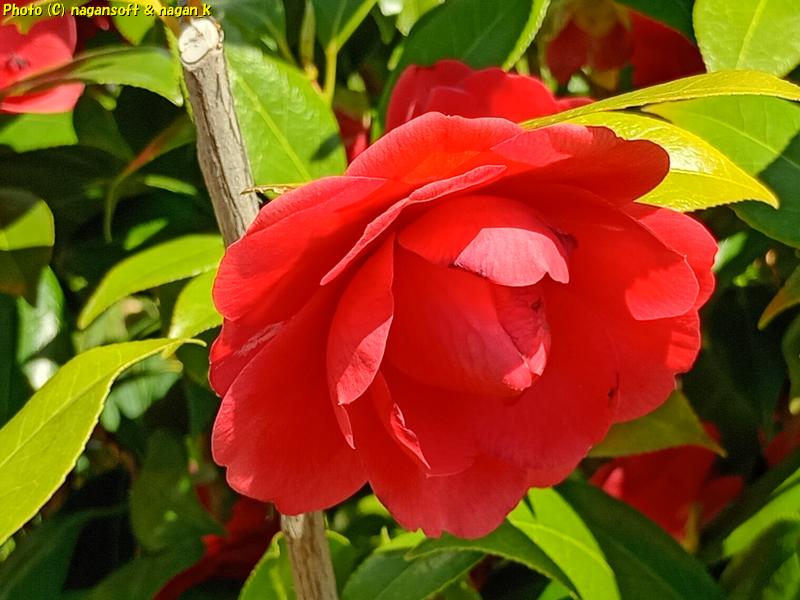 ボタンと思われる花|泉佐野市高松南の歩道|大阪府泉佐野市