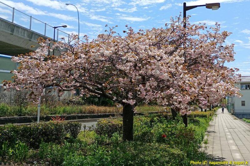 花が沢山咲いている白色の八重桜|泉佐野市高松南の歩道|大阪府泉佐野市