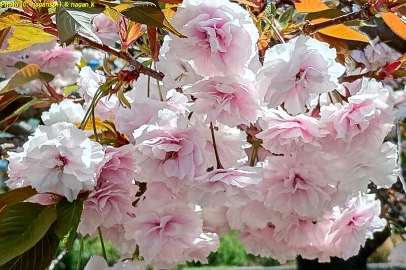 白色の八重桜|泉佐野市高松南の歩道|大阪府泉佐野市
