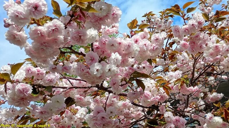 花が咲いている白色八重桜の枝|泉佐野市高松南の歩道|大阪府泉佐野市