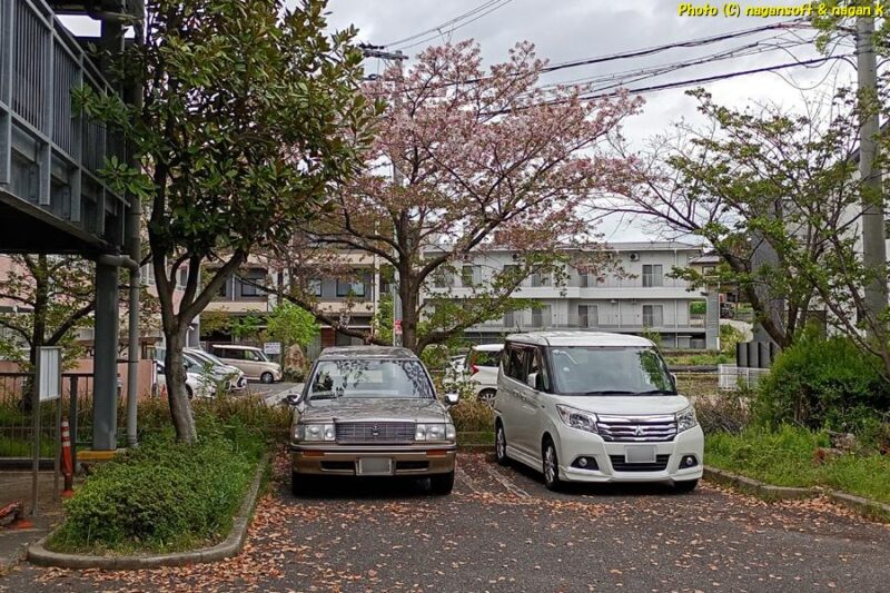 自動車を桜の木の下に駐車した|大病院へ通院|類乾癬治療|2026年04月15日撮影