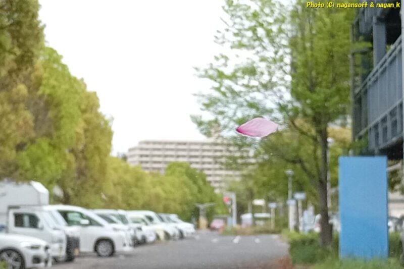 桜の花びらが舞っている、治療が良い方向へ進みますように|大病院へ通院|類乾癬治療|2026年04月15日撮影