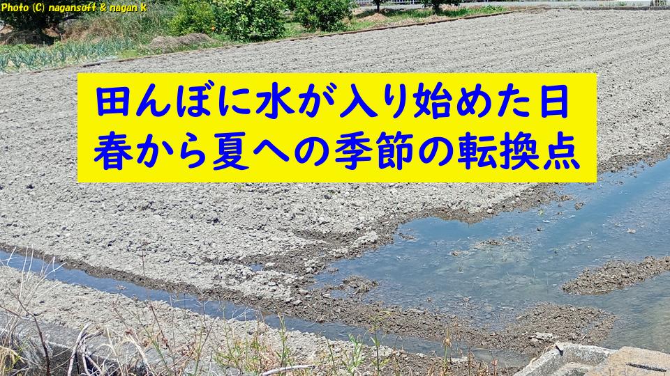 泉佐野・長滝で田んぼに水が入り始めた日｜春から夏への季節の転換点｜なが～ンのごちゃごちゃ 出口のないジャンクなパラダイス
