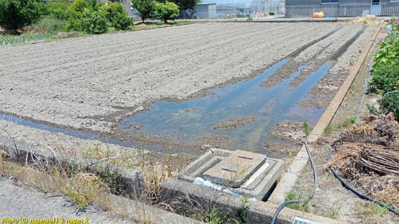 田んぼに水が入る｜大阪府泉佐野市長滝｜2026年05月15日撮影