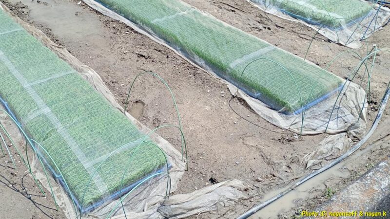 稲の苗｜田んぼに水が入る｜大阪府泉佐野市長滝｜2026年05月15日撮影