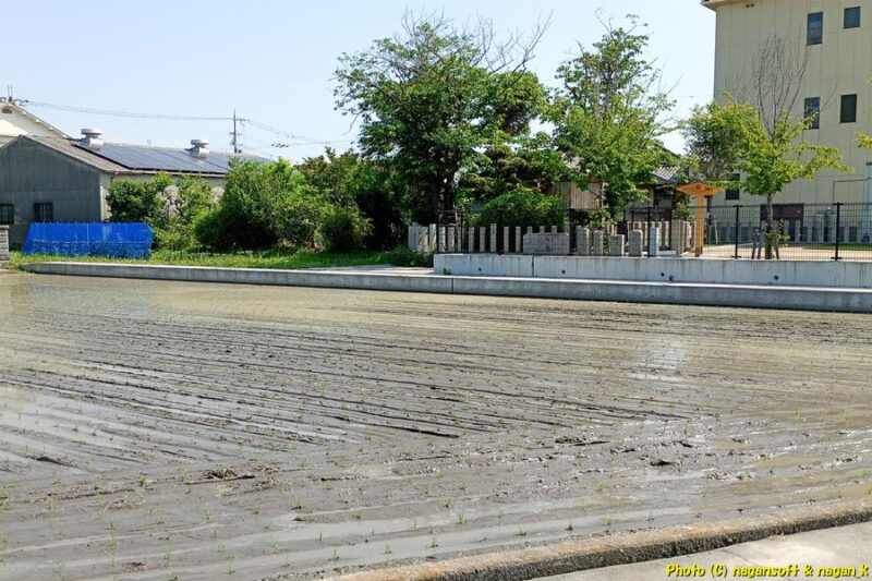 茅渟宮跡隣の田んぼ｜大阪府泉佐野市上之郷｜2026年05月19日撮影