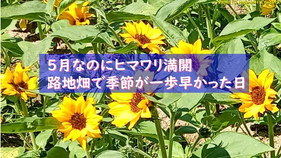 5月なのにヒマワリ満開。泉佐野の路地畑で季節が一歩早かった日