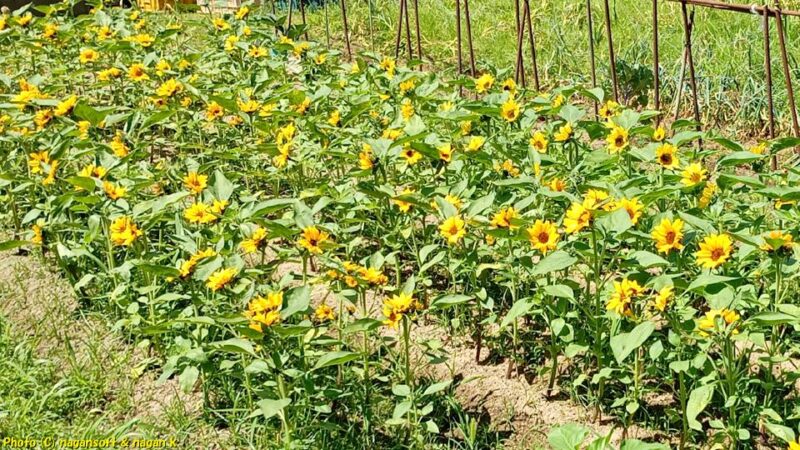 露地栽培のヒマワリ畑でヒマワリ開花|大阪府泉佐野市上之郷|2026年05月24日撮影