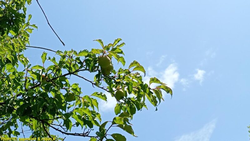 梅の実が大きくなってきた|大阪府泉佐野市上之郷|2026年05月24日撮影