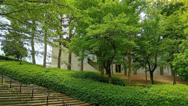 りんくう公園内の階段通路より、新緑植林の木々の向うに「総合休憩所」の建屋が見える。公園内は剪定されて間がないのか緑が綺麗｜大阪府泉佐野市｜2026年05月31日撮影