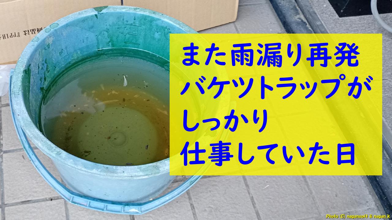 「また雨漏り再発。バケツトラップがしっかり仕事していた日｜なが～ンのごちゃごちゃ 出口のないジャンクなパラダイス」のアイキャッチ画像